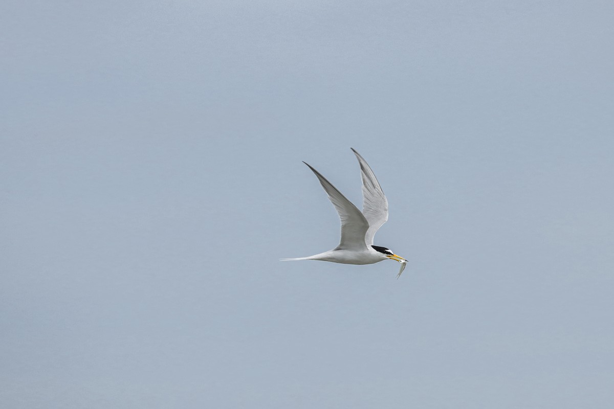 Little Tern - ML619987983