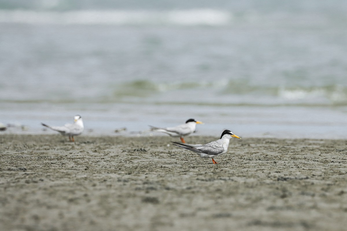 Little Tern - ML619987986