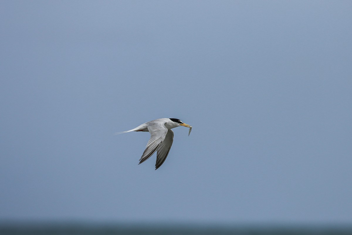 Little Tern - ML619987989