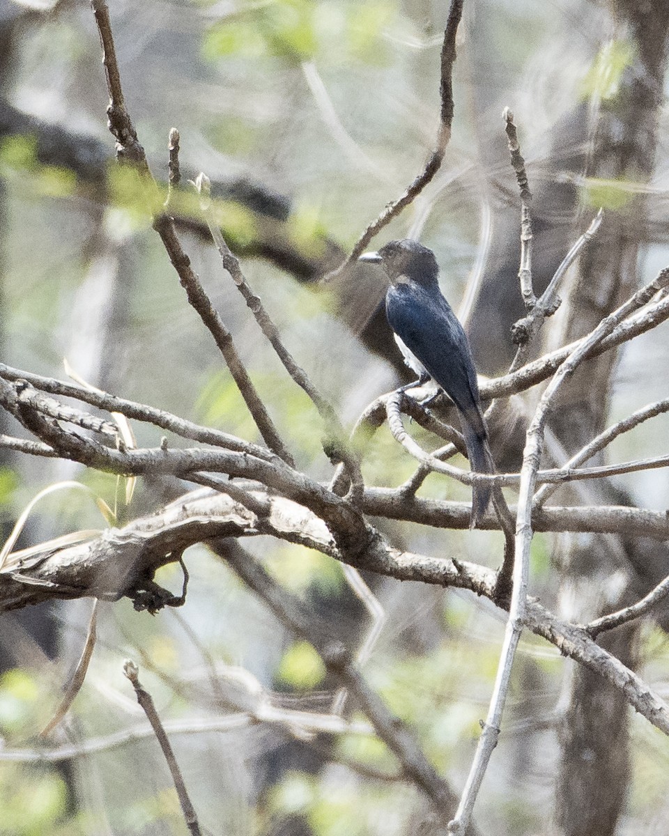 White-bellied Drongo - ML619987992