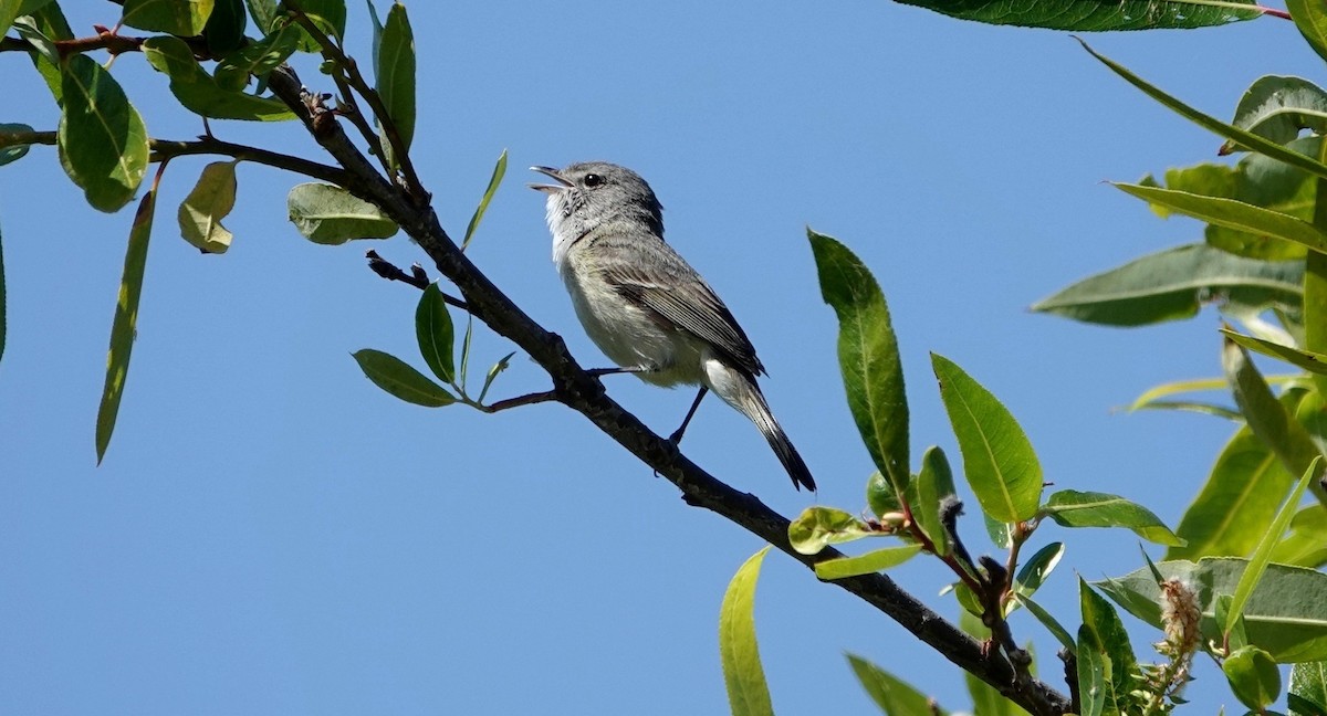 Bell's Vireo - ML619987996