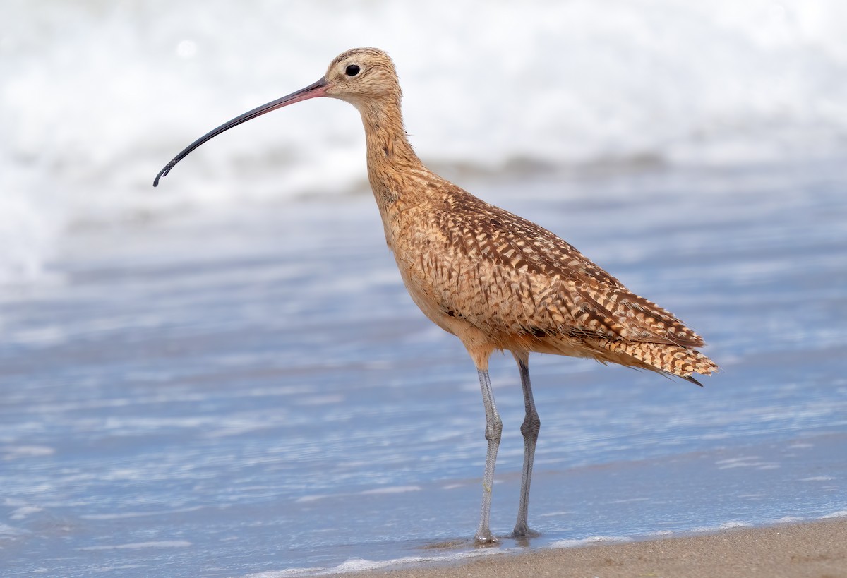 Long-billed Curlew - ML619988006