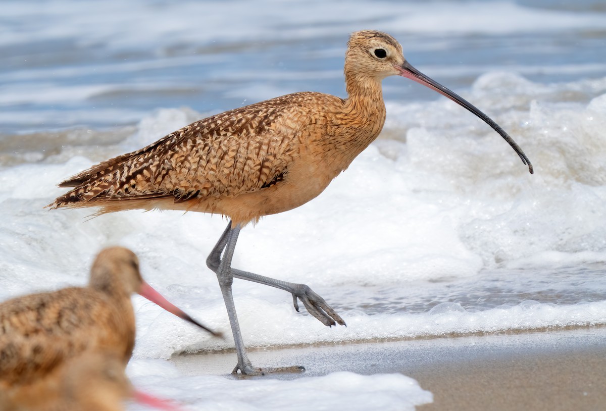 Long-billed Curlew - ML619988008