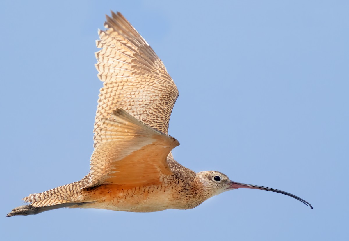 Long-billed Curlew - ML619988009