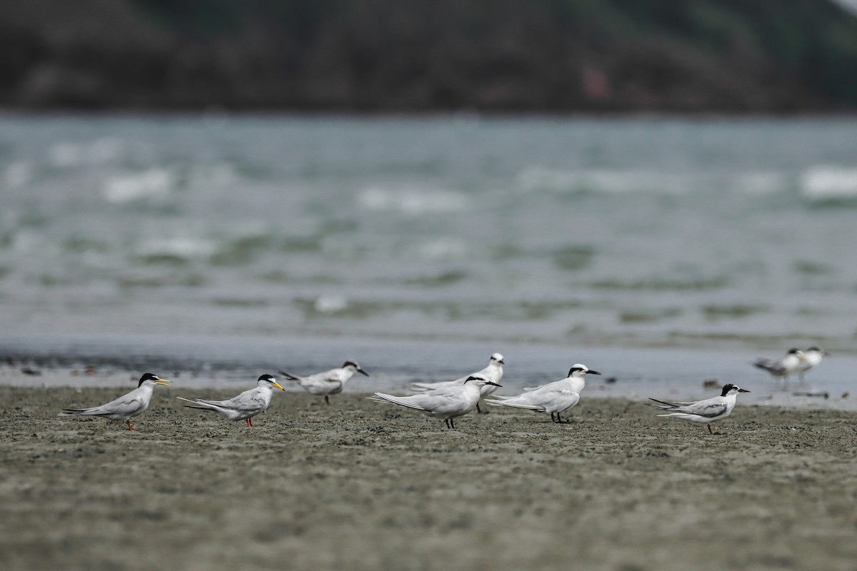 Black-naped Tern - ML619988010