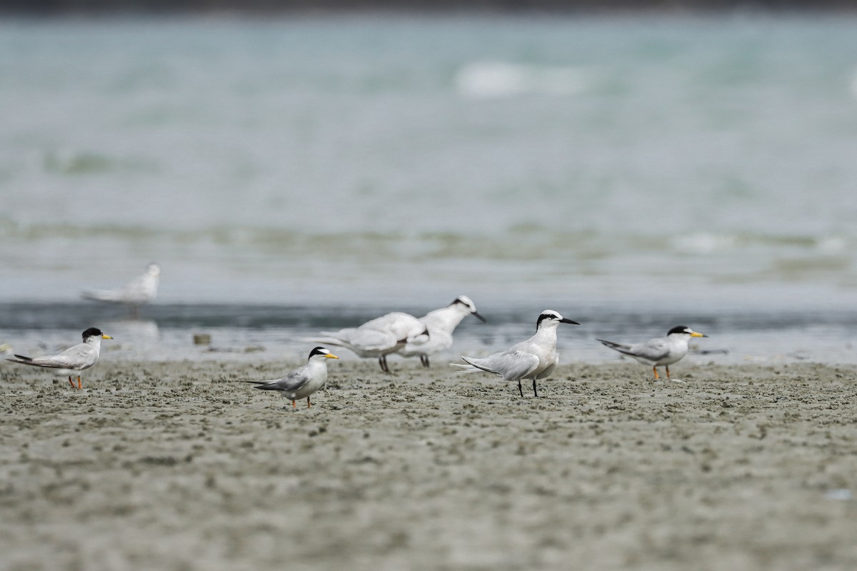 Black-naped Tern - ML619988011