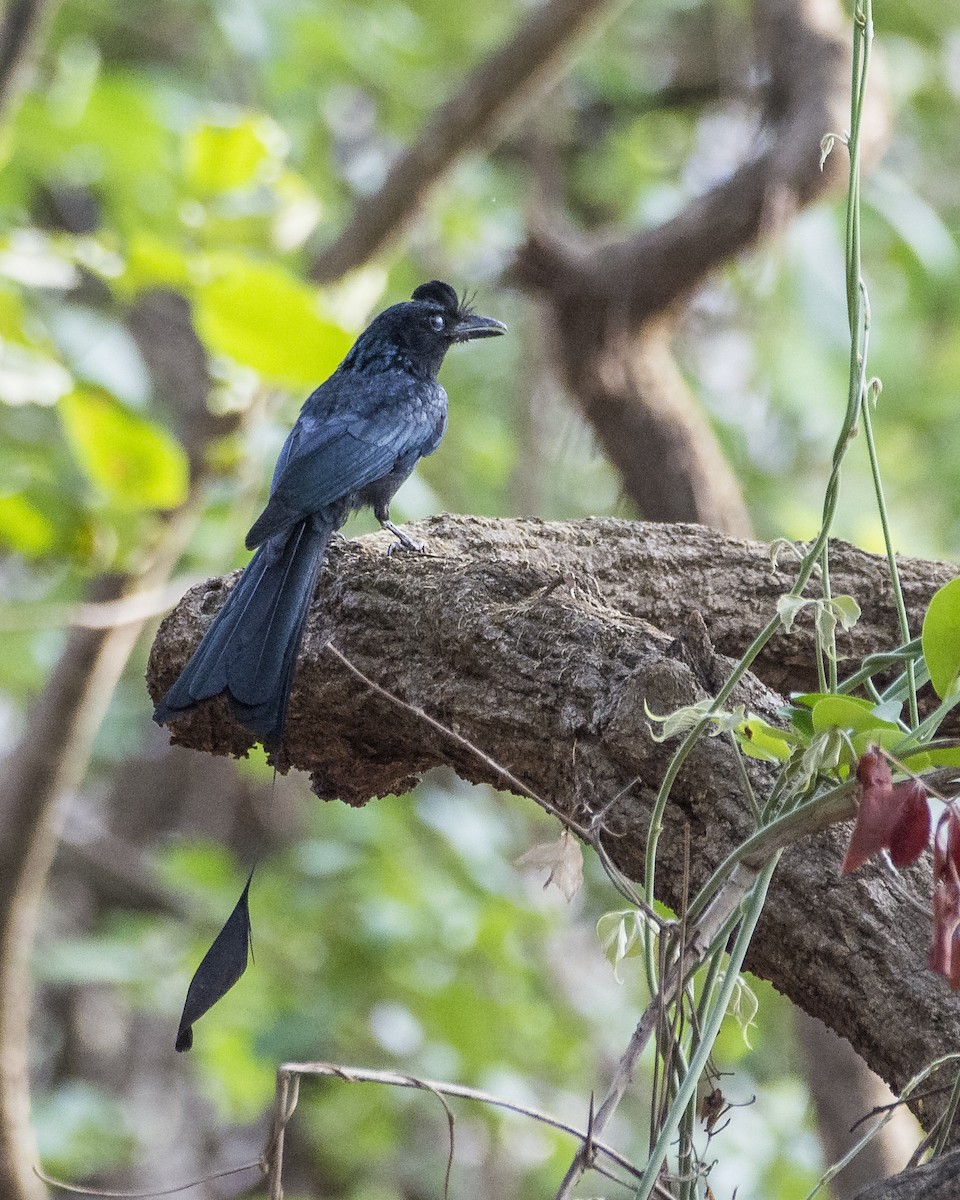 Greater Racket-tailed Drongo - ML619988012