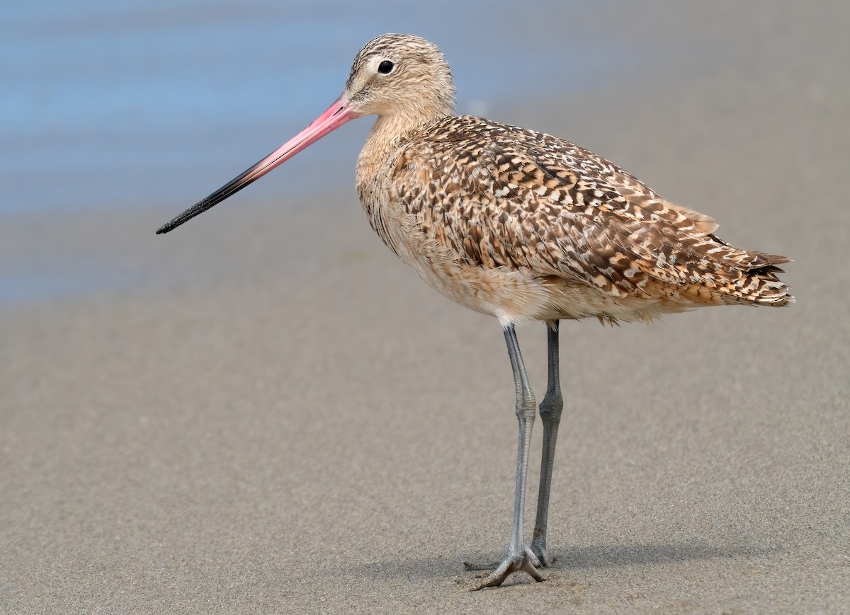 Marbled Godwit - ML619988016