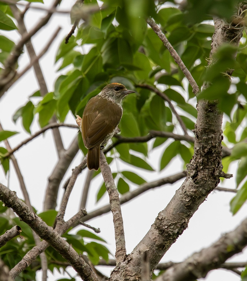 Antillean Piculet - ML619988025