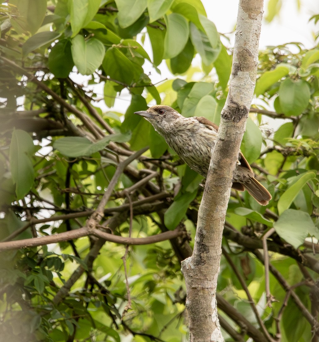 Antillean Piculet - ML619988026