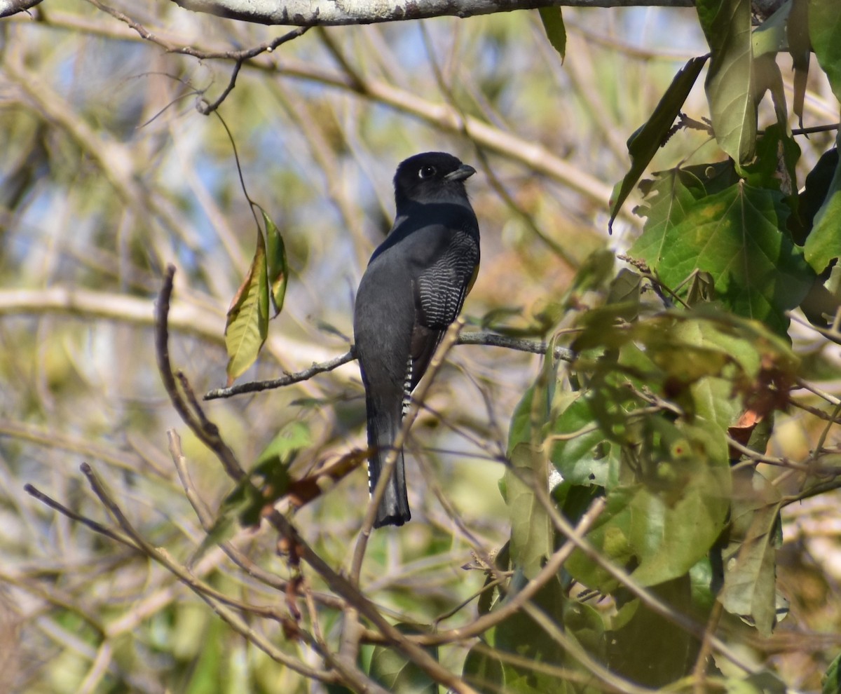 trogon podvazkový - ML619988027