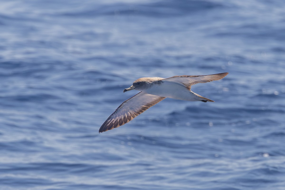 Cory's Shearwater (Scopoli's) - ML619988031