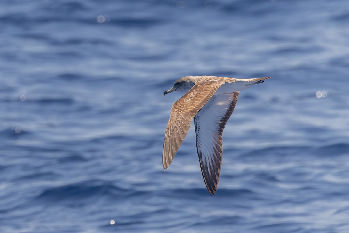 Pardela Cenicienta (mediterránea) - ML619988034