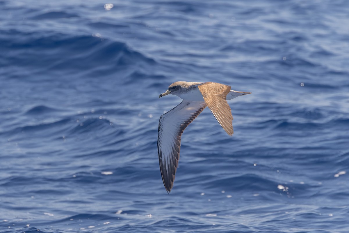 Cory's Shearwater (Scopoli's) - ML619988036