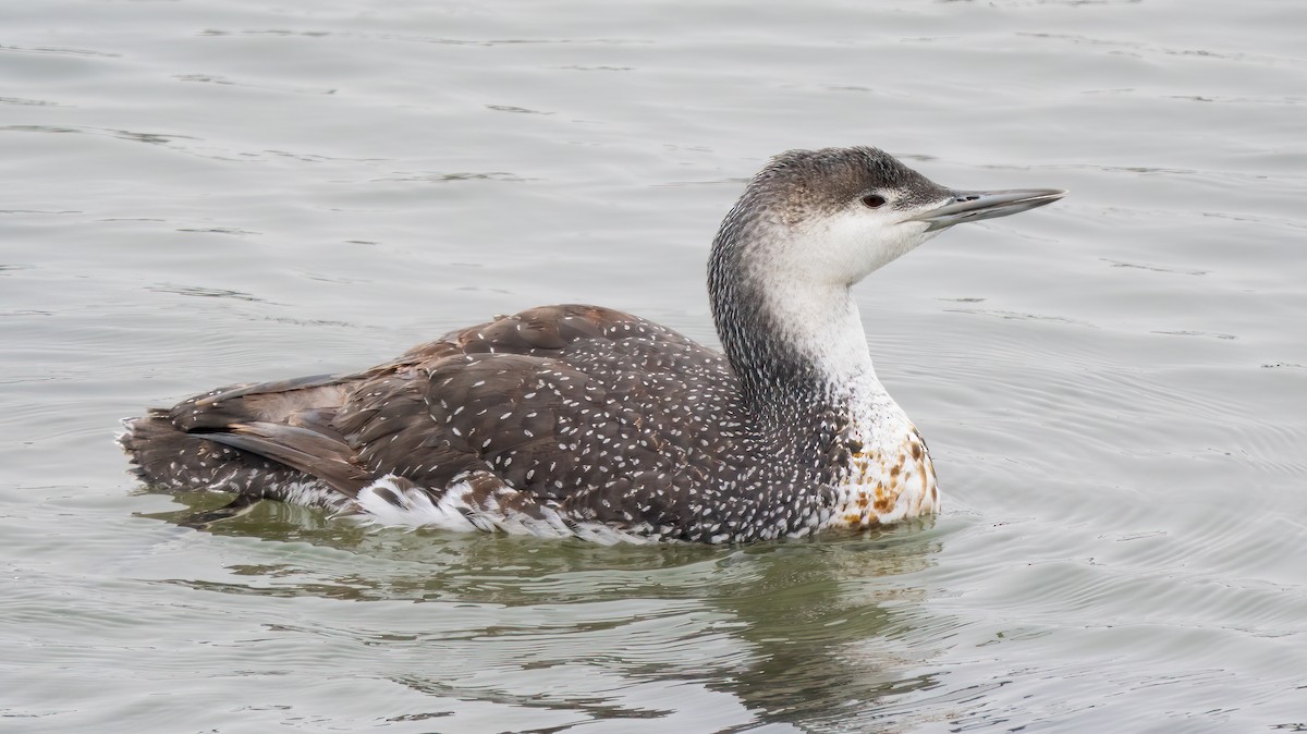 Red-throated Loon - ML619988038