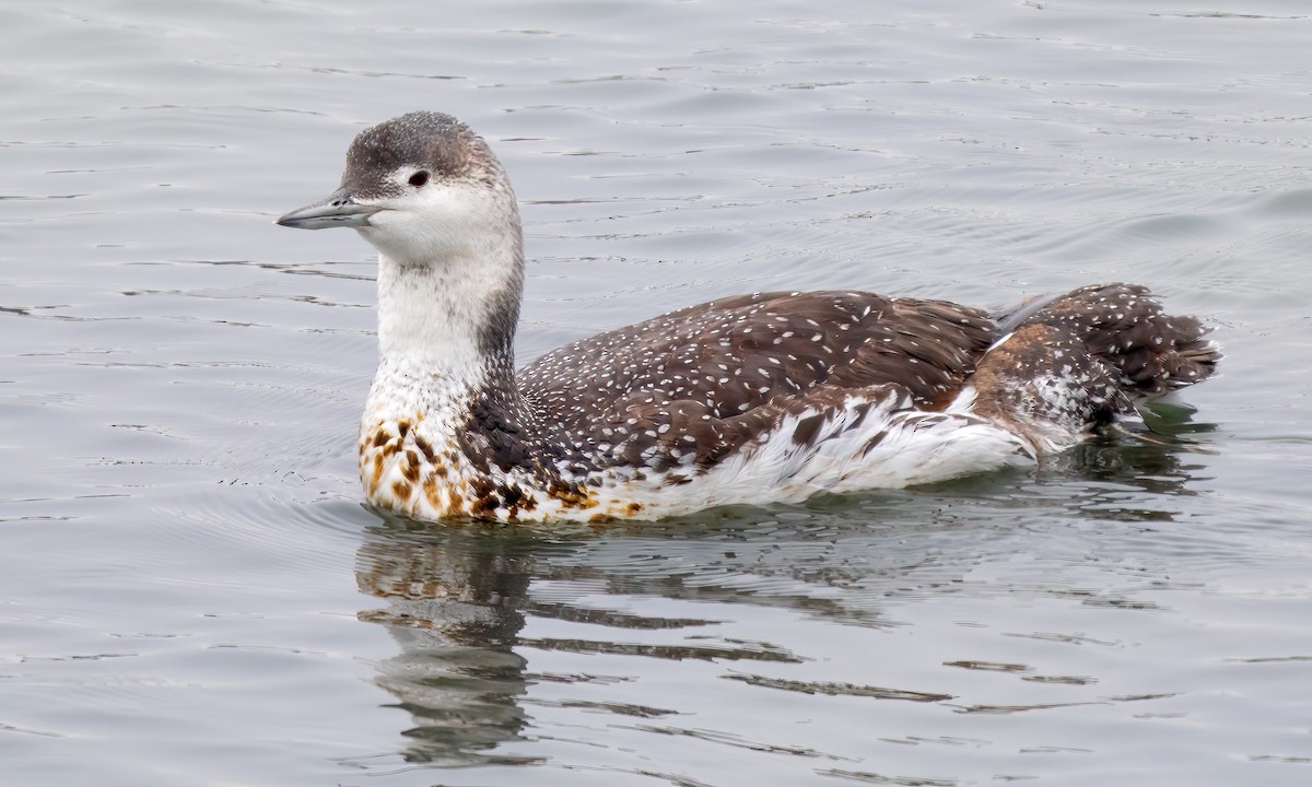 Red-throated Loon - ML619988039