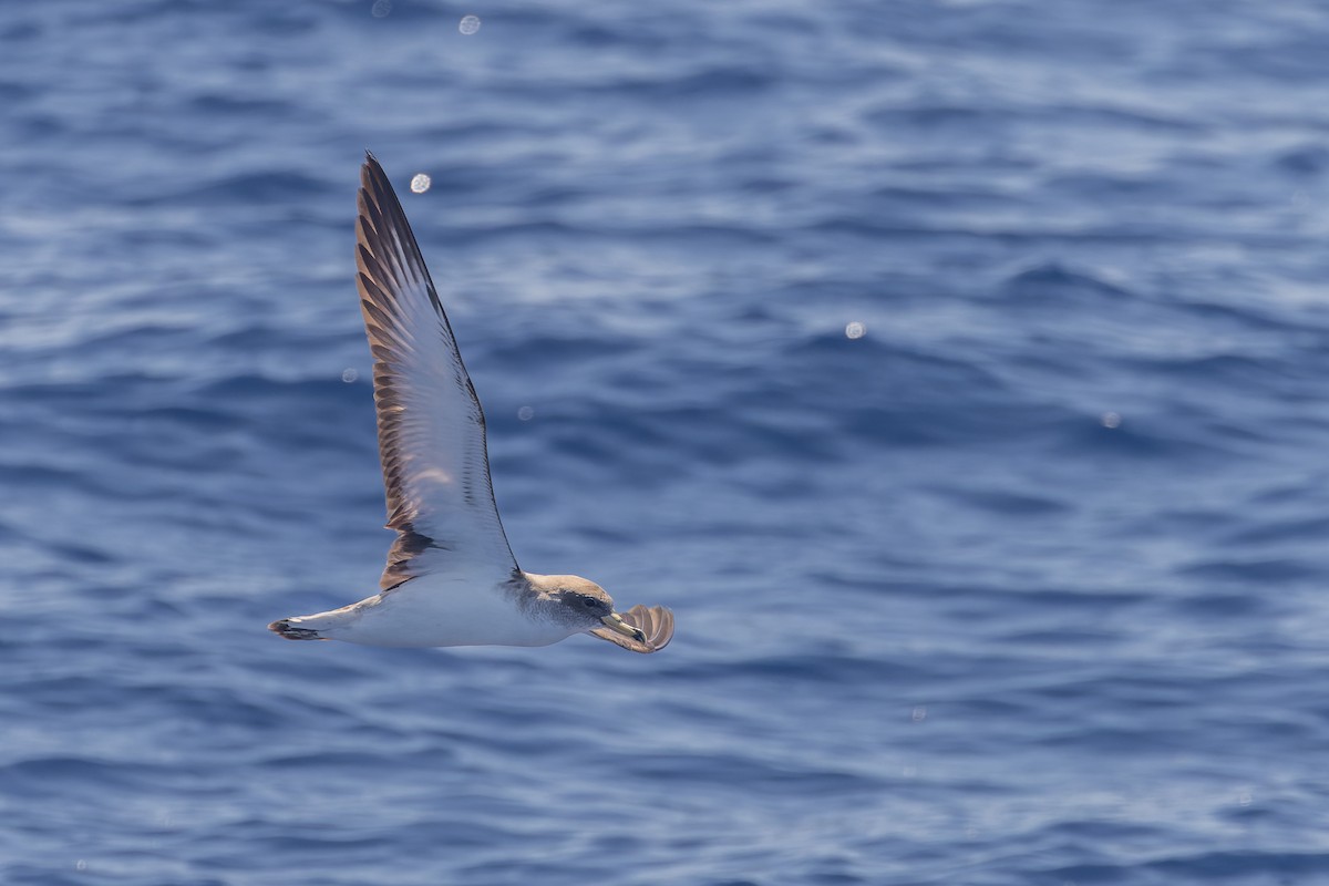 Cory's Shearwater (Scopoli's) - ML619988040