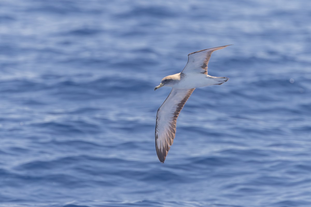 Cory's Shearwater (Scopoli's) - ML619988042