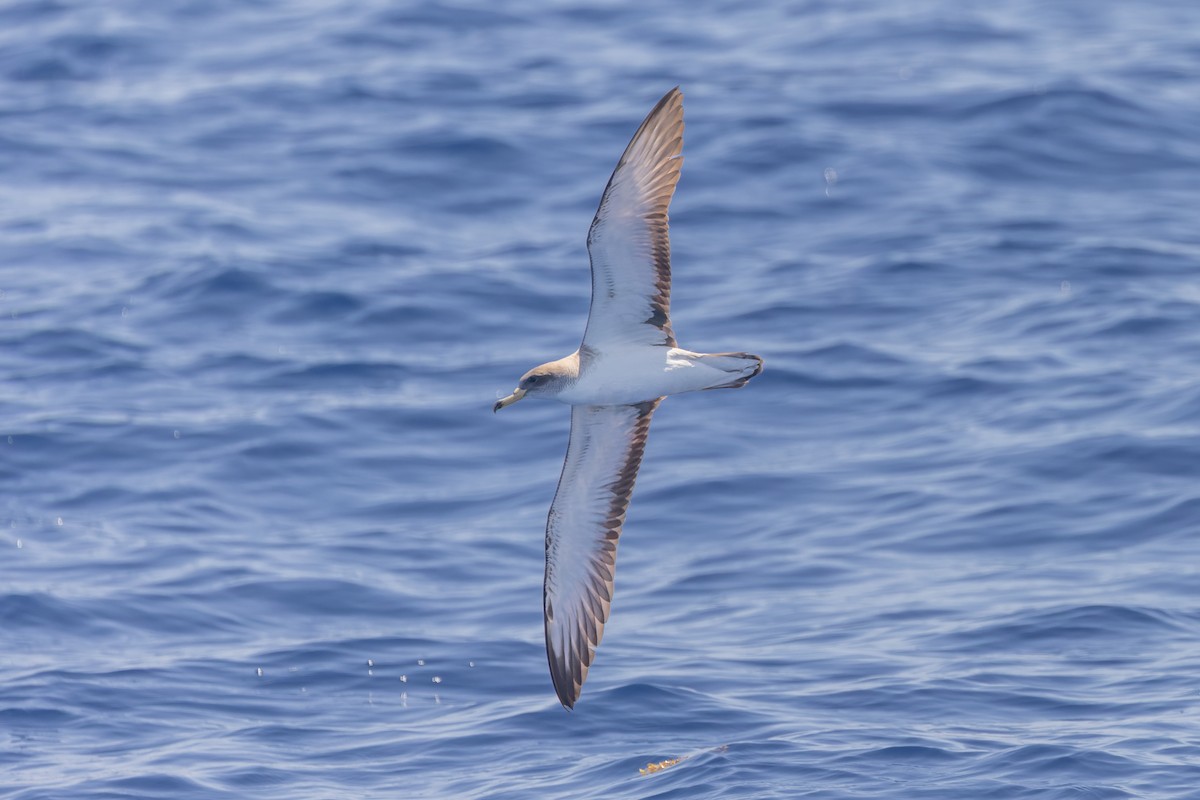 Pardela Cenicienta (mediterránea) - ML619988051