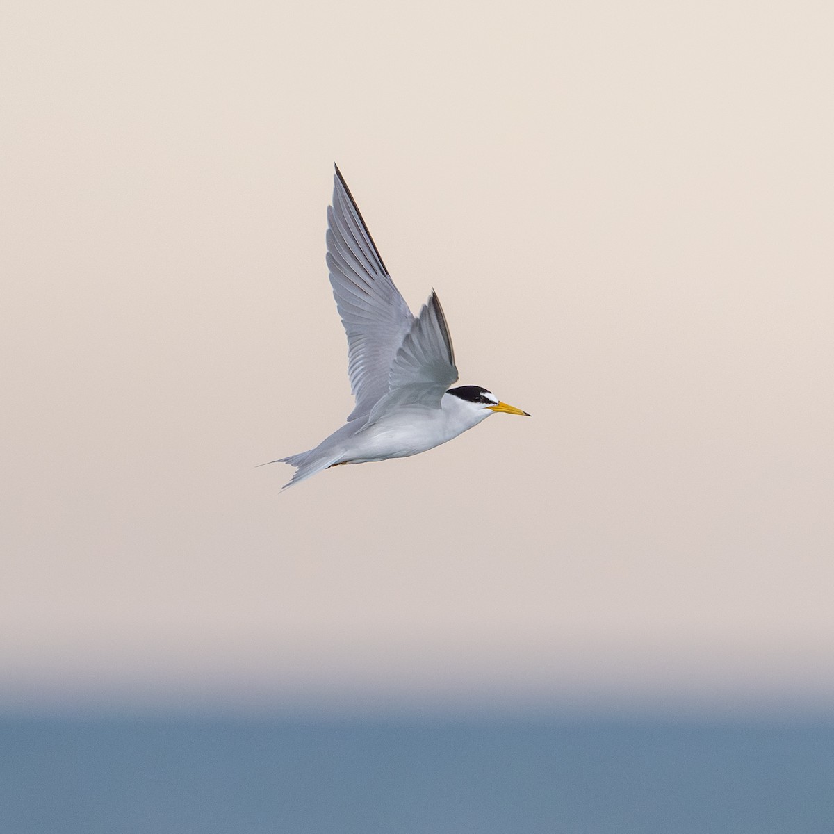 Least Tern - ML619988061