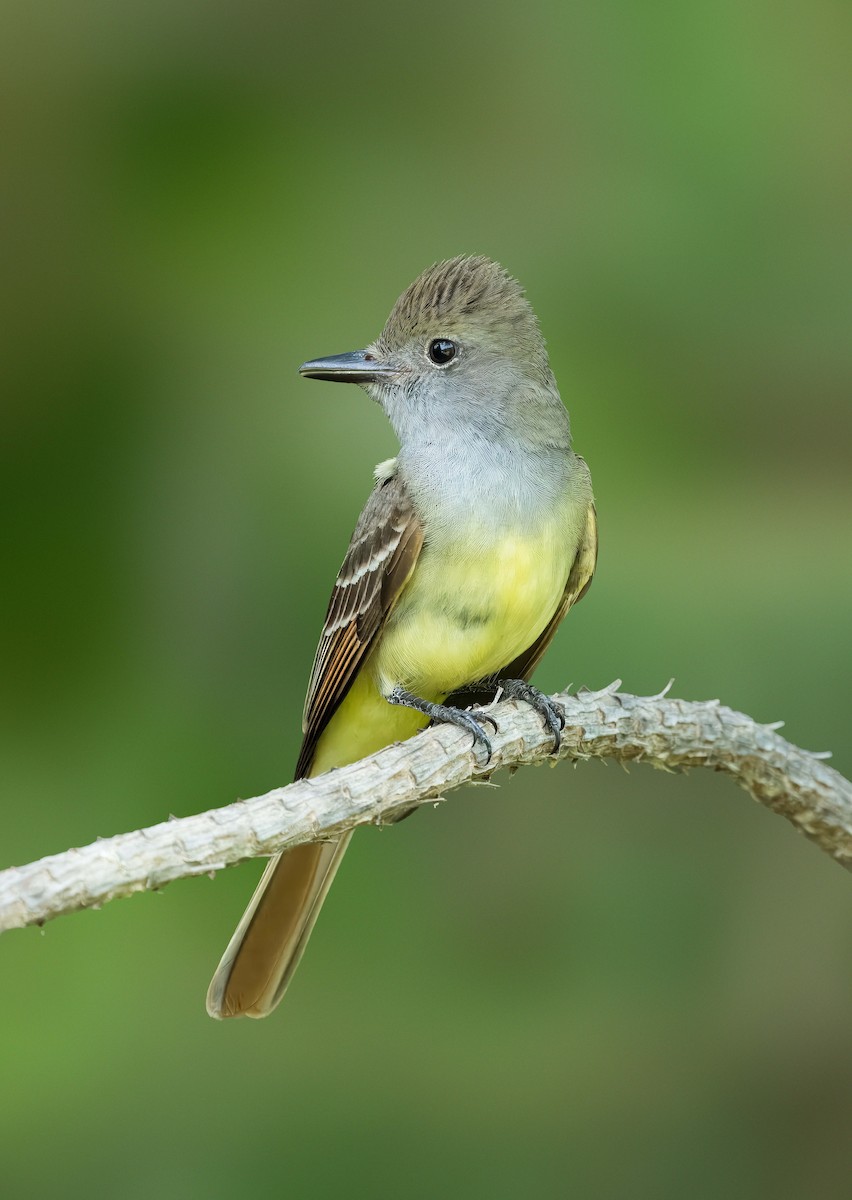 Great Crested Flycatcher - ML619988064