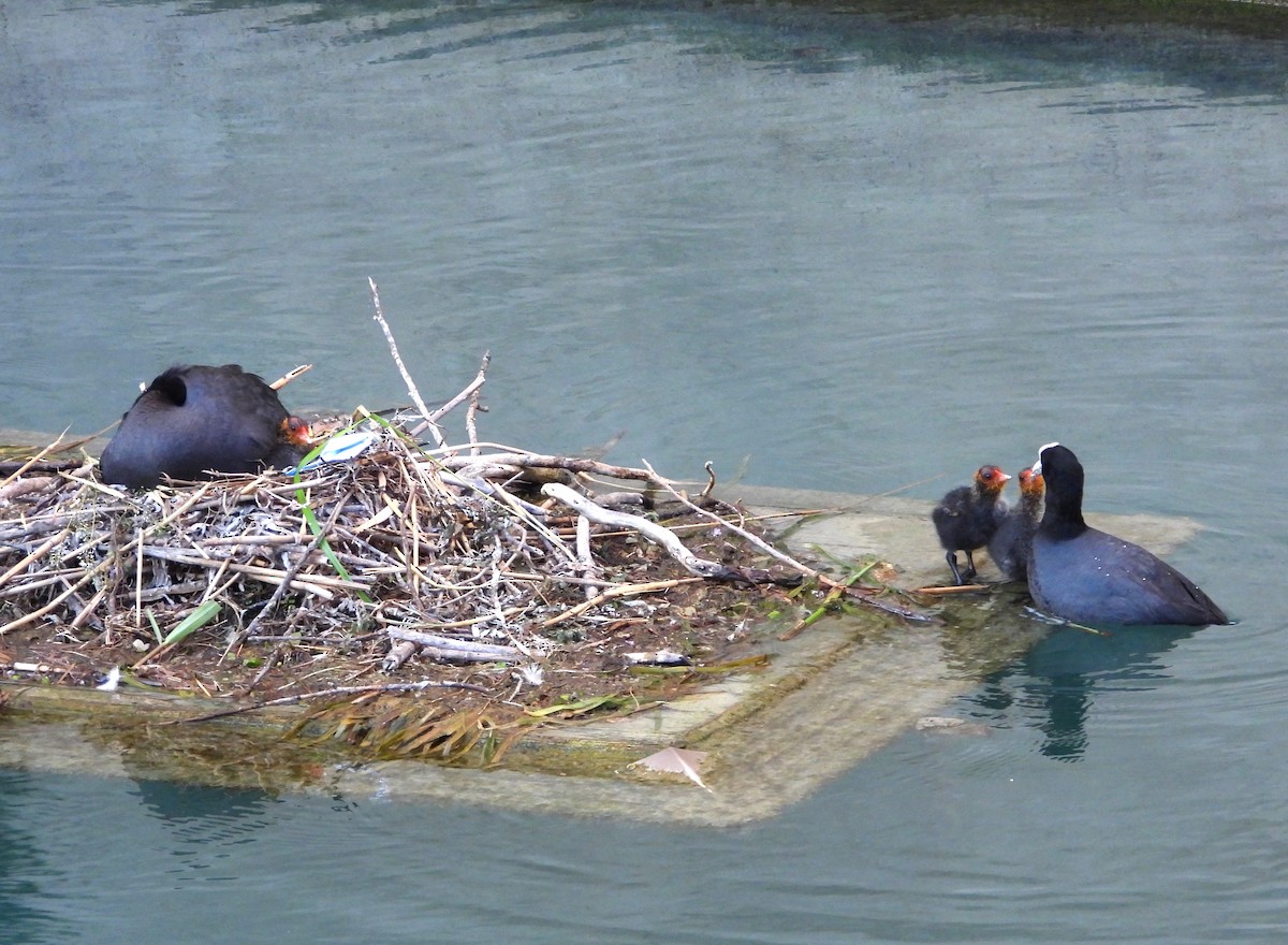 Eurasian Coot - ML619988085