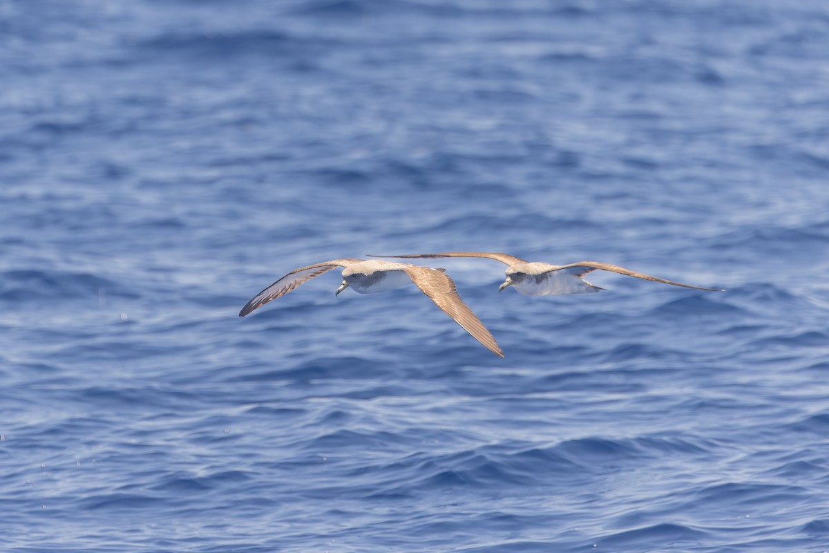 Cory's Shearwater (Scopoli's) - ML619988087