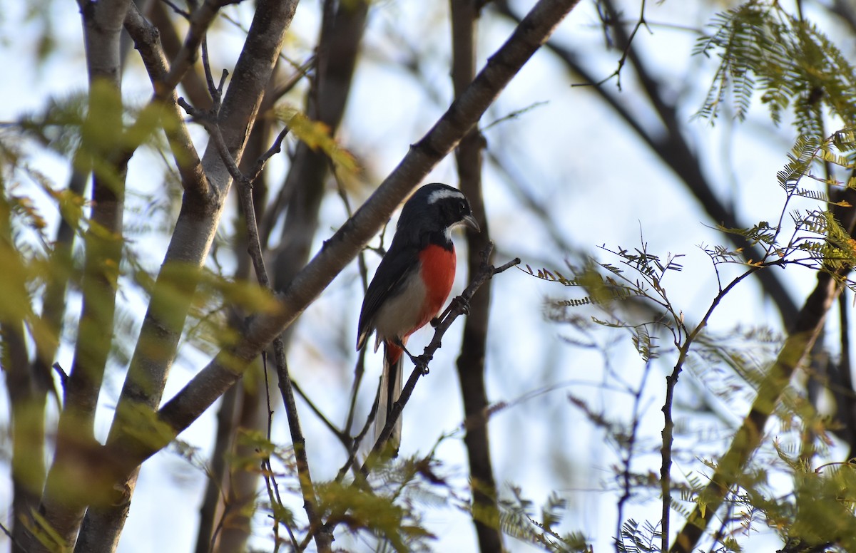 Red-breasted Chat - ML619988090