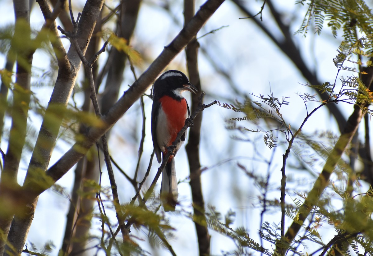 Red-breasted Chat - ML619988091