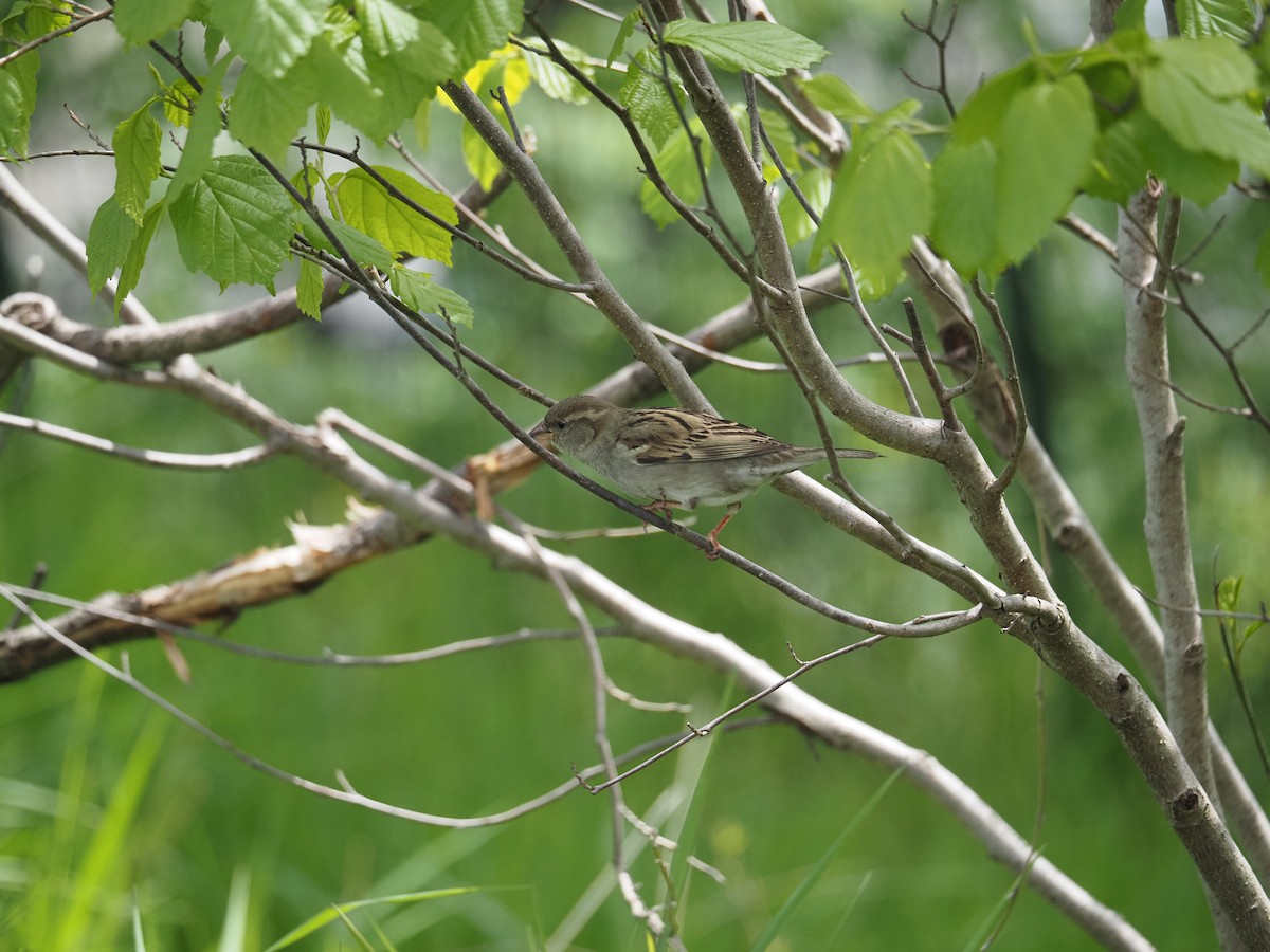 House Sparrow - ML619988098