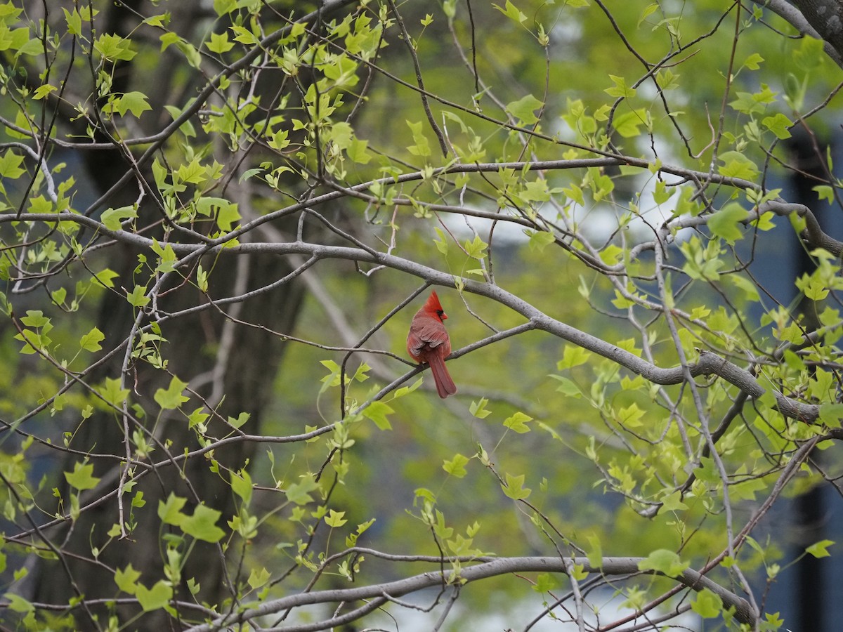 Northern Cardinal - ML619988105