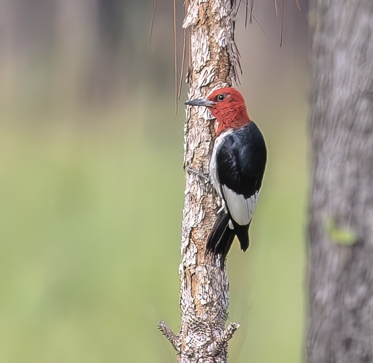 Red-headed Woodpecker - ML619988106