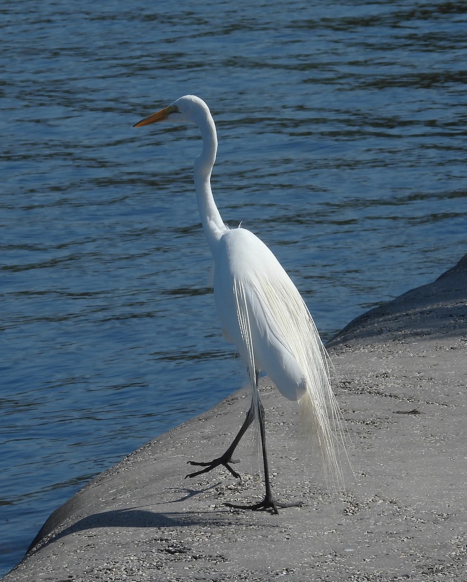 Great Egret - ML619988107