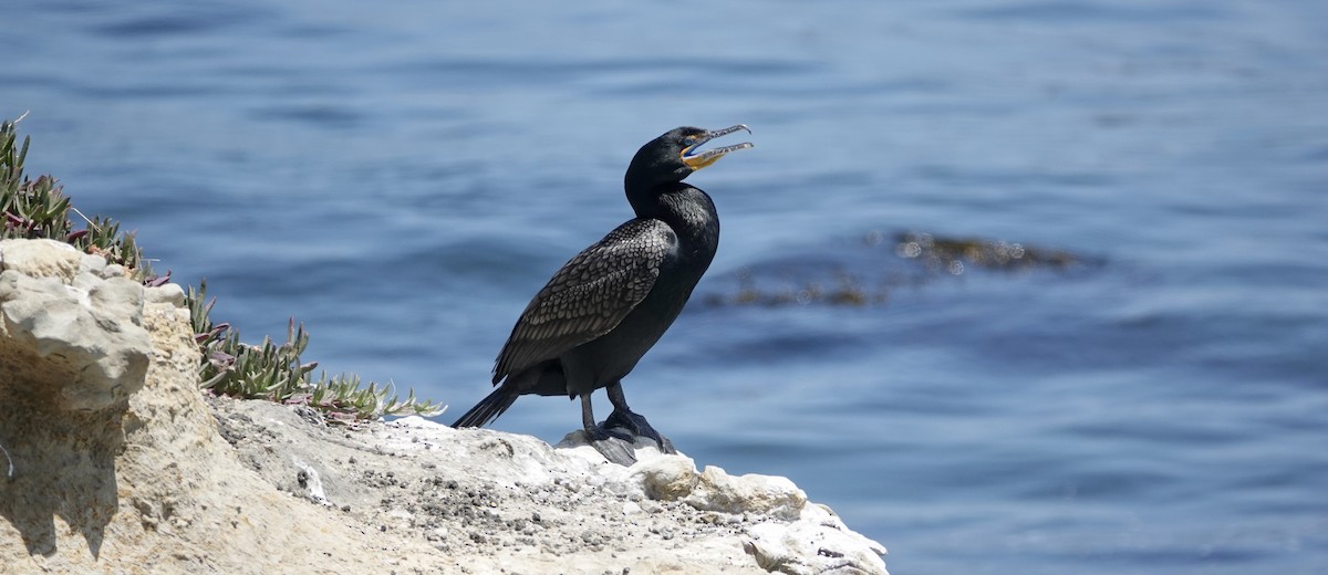 Cormoran à aigrettes - ML619988108