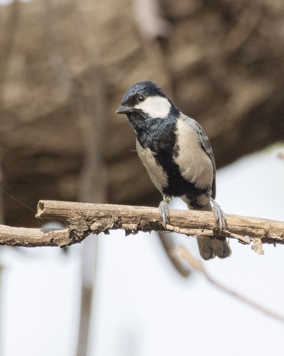 Cinereous Tit - Aniket Patil