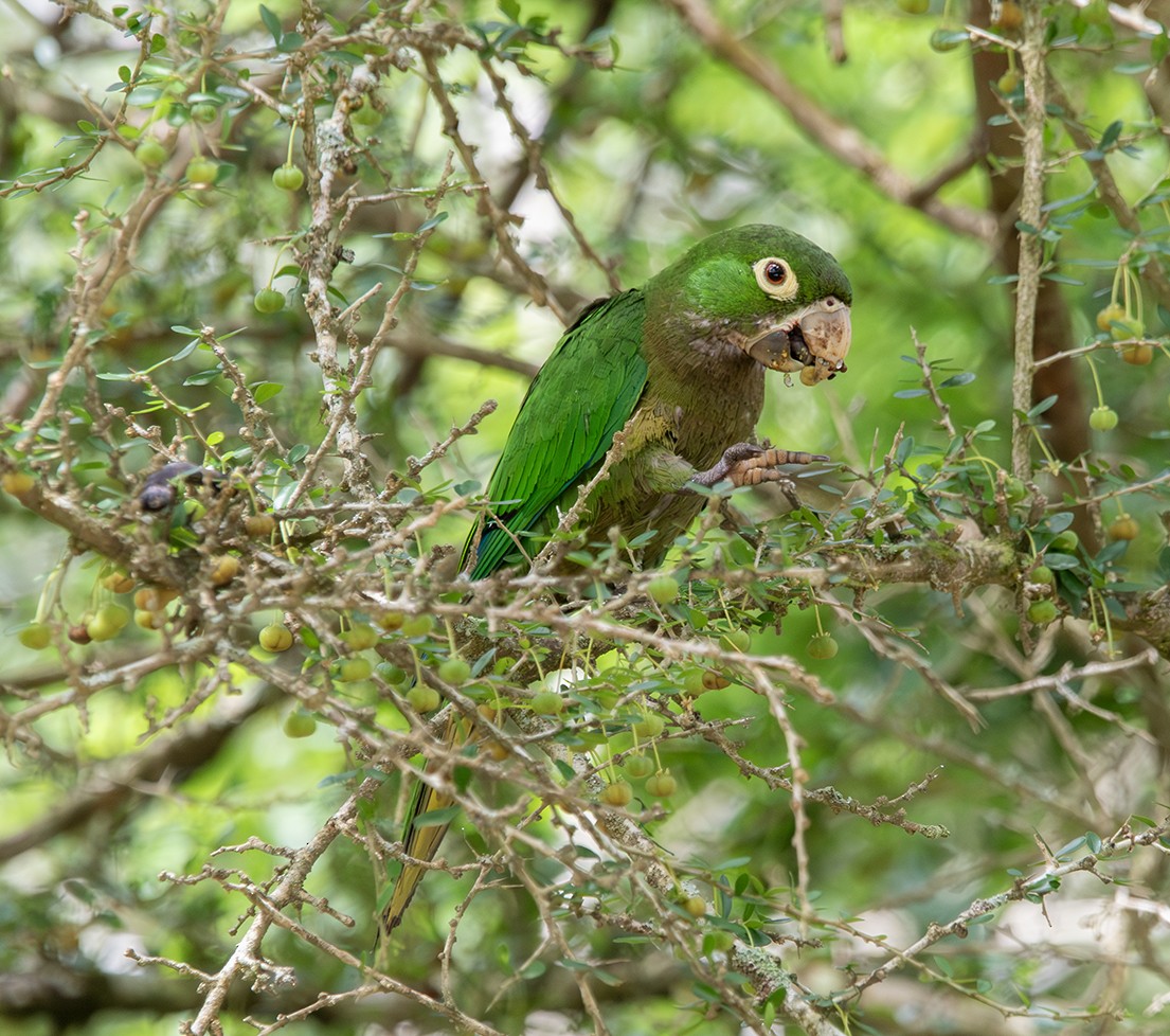 Olive-throated Parakeet - ML619988113