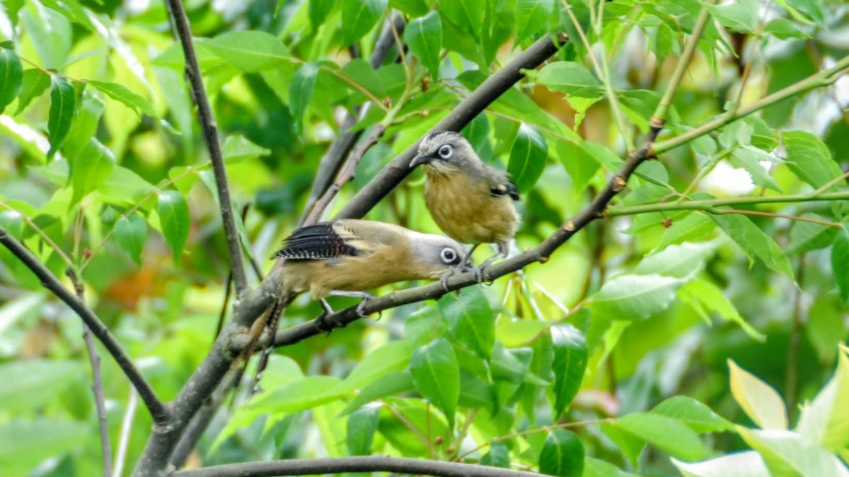 Black-crowned Barwing - ML619988114