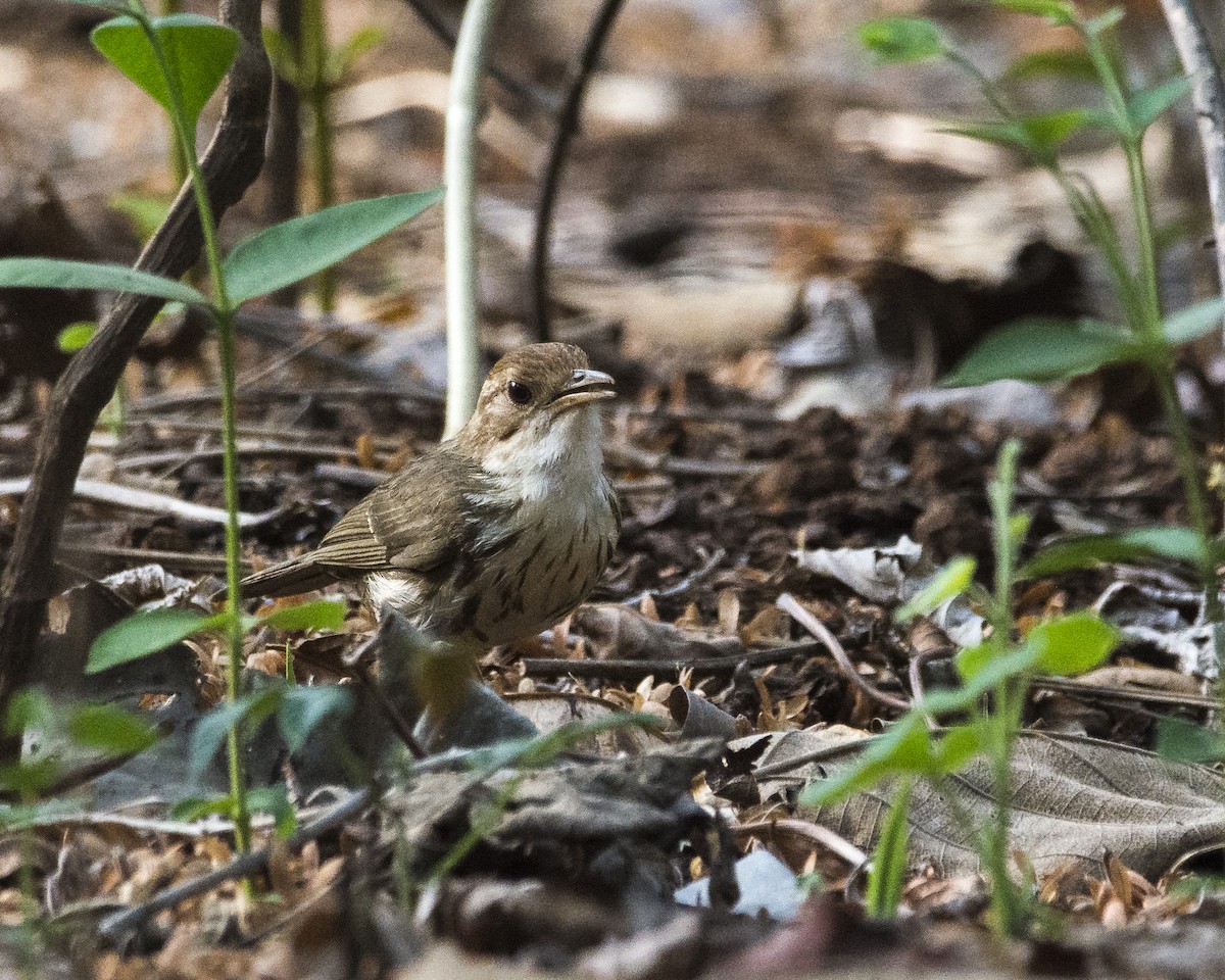 Puff-throated Babbler - Aniket Patil