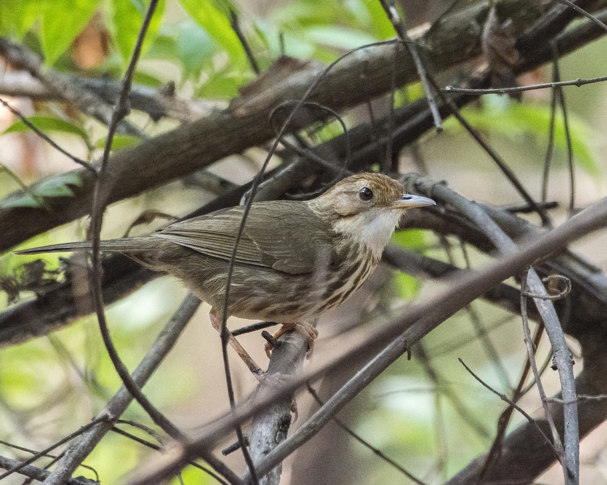 Puff-throated Babbler - ML619988117