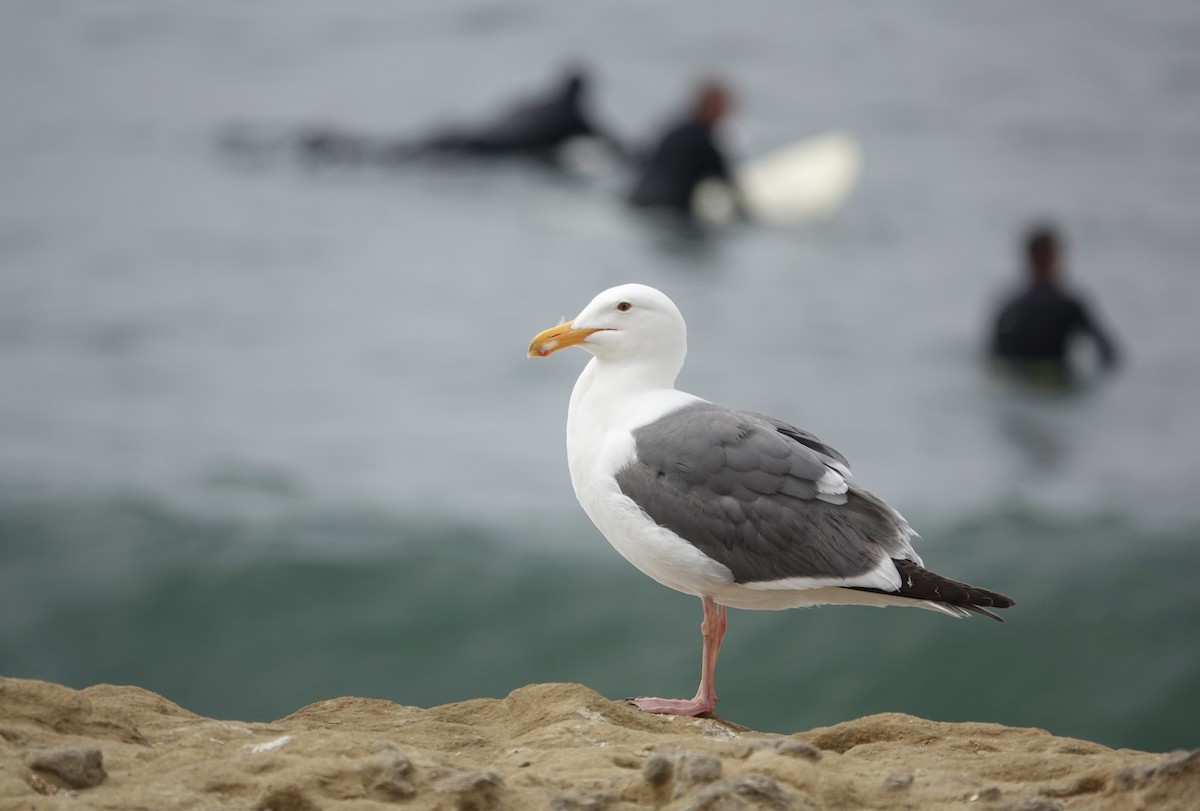 Western Gull - ML619988119