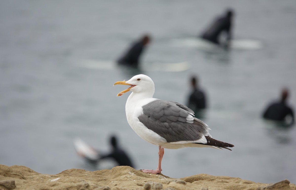 Goéland d'Audubon - ML619988120