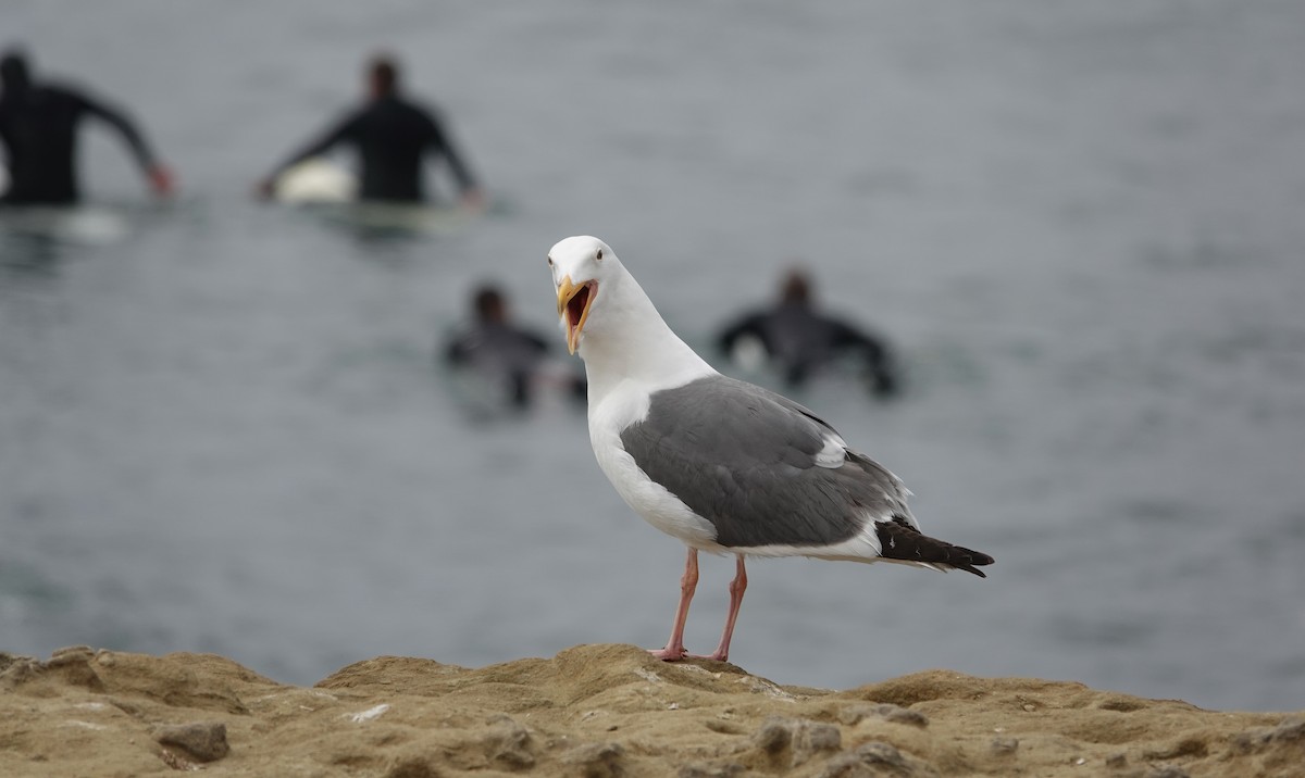 Western Gull - ML619988121