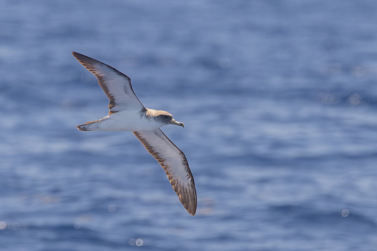 Cory's Shearwater - ML619988126