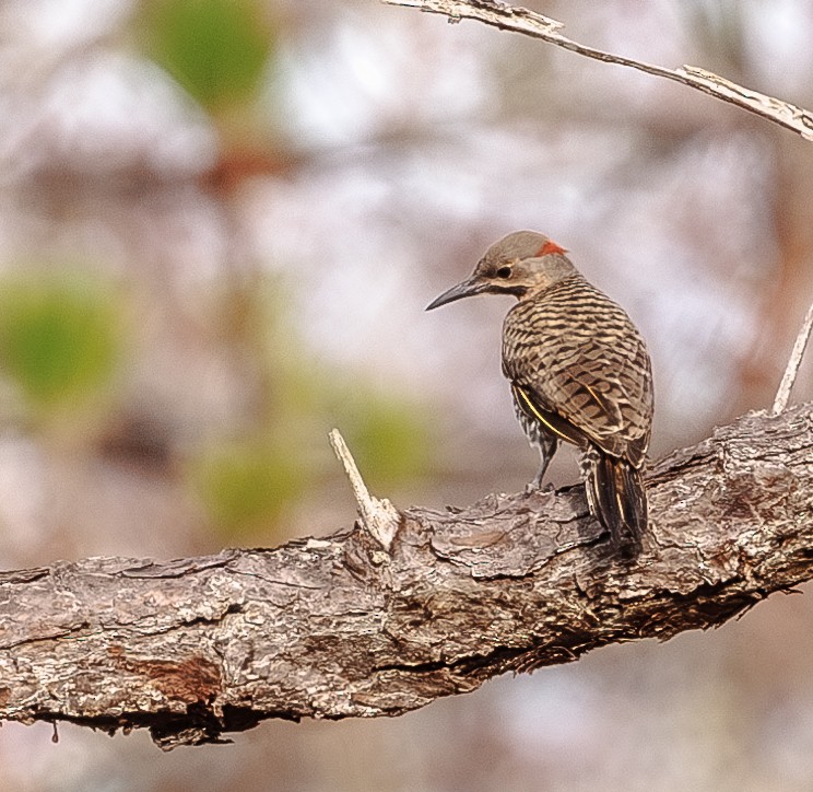 Northern Flicker - ML619988134