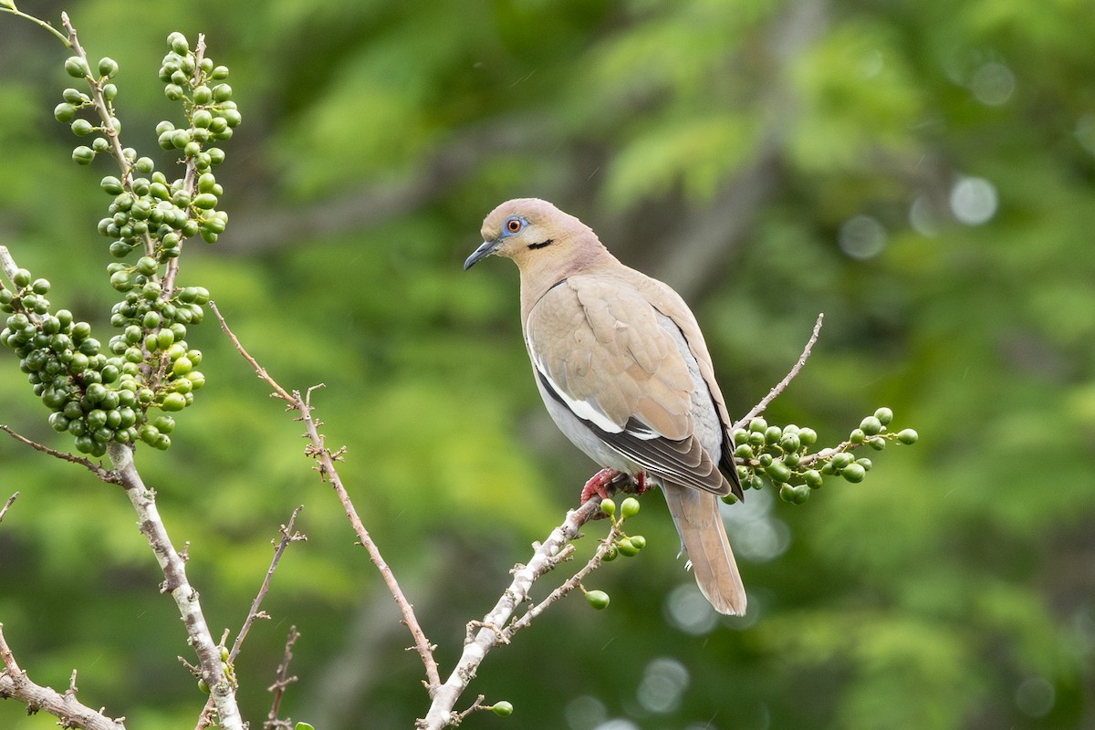 White-winged Dove - ML619988135