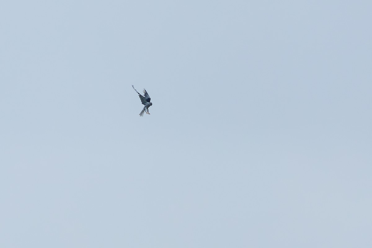 White-tailed Kite - ML619988155
