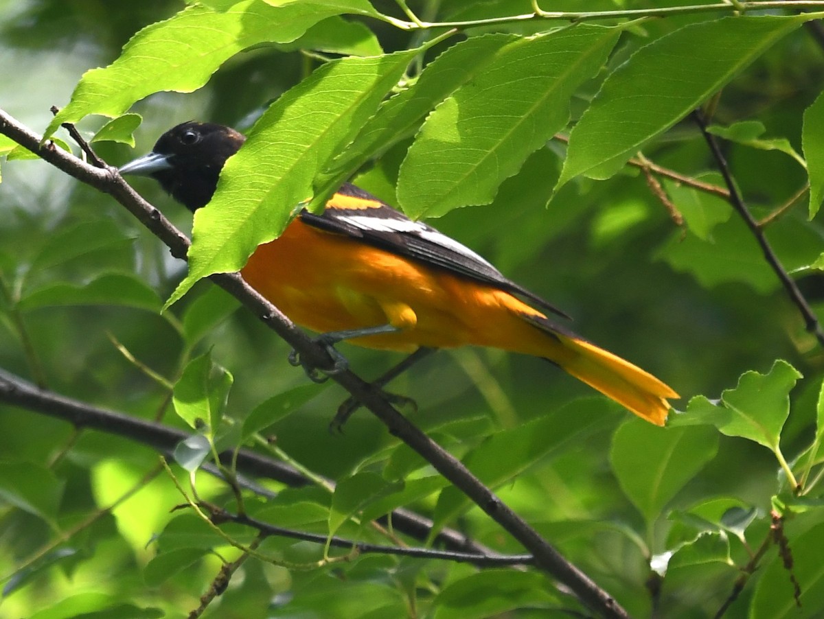 Oriole de Baltimore - ML619988158