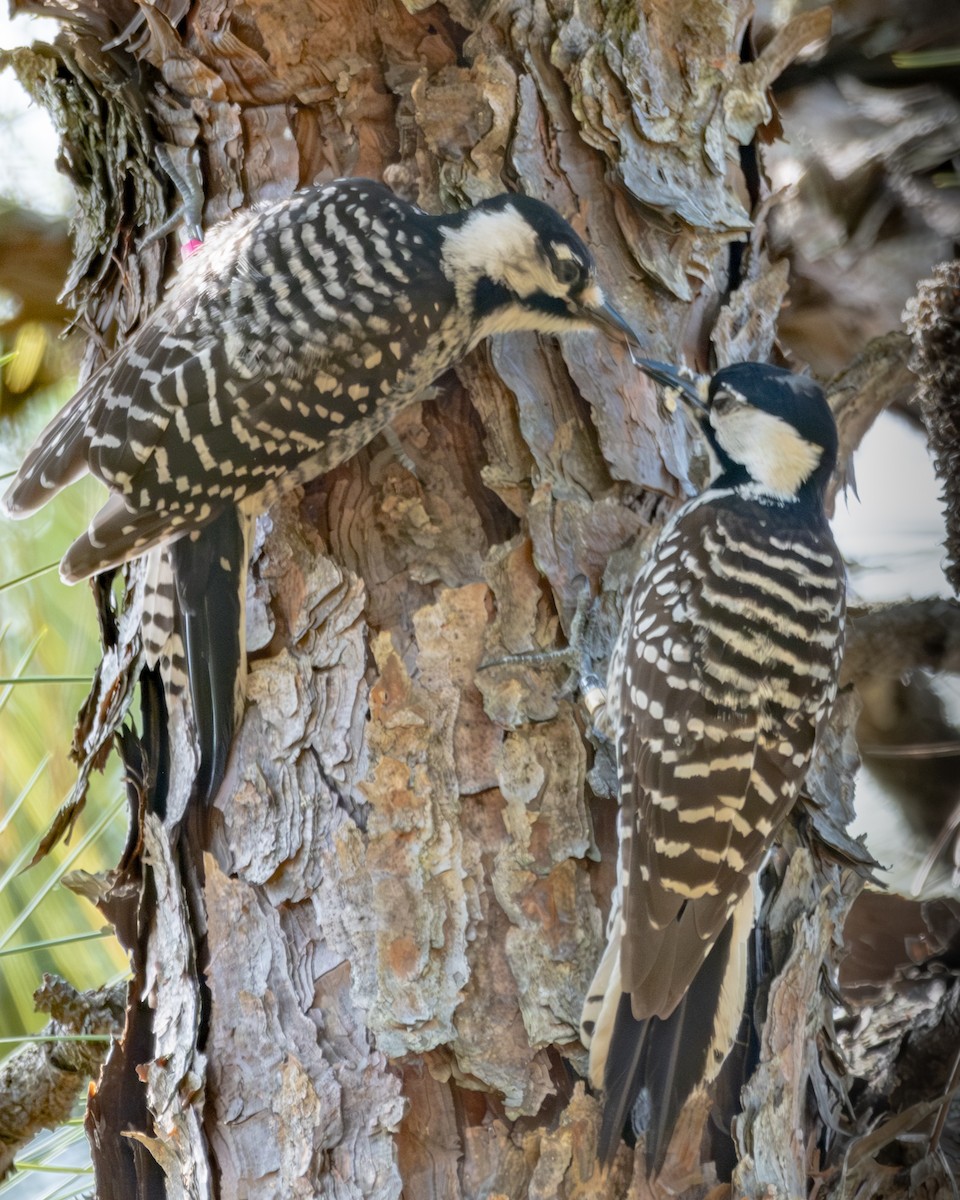 Red-cockaded Woodpecker - ML619988159