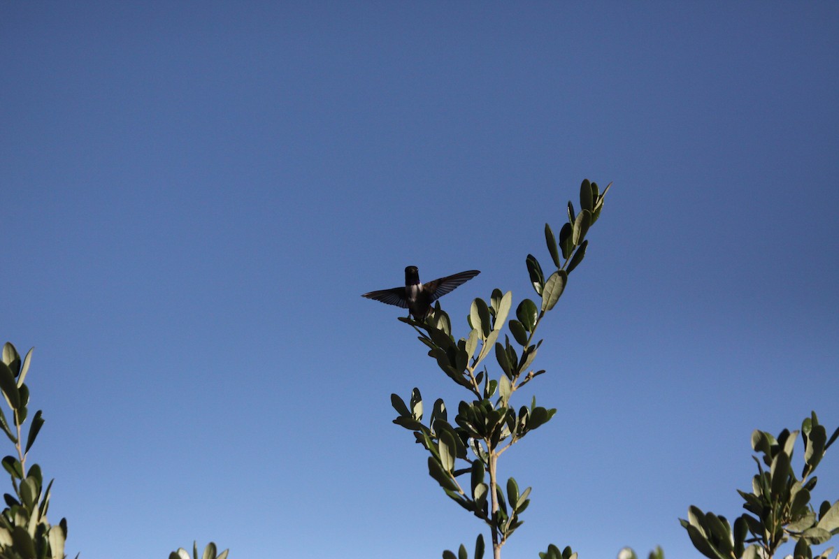 Black-chinned Hummingbird - ML619988171