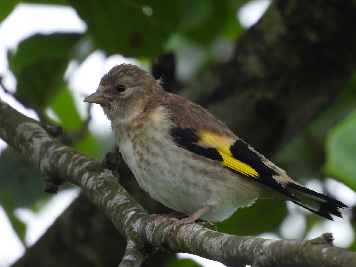 European Goldfinch - ML619988174